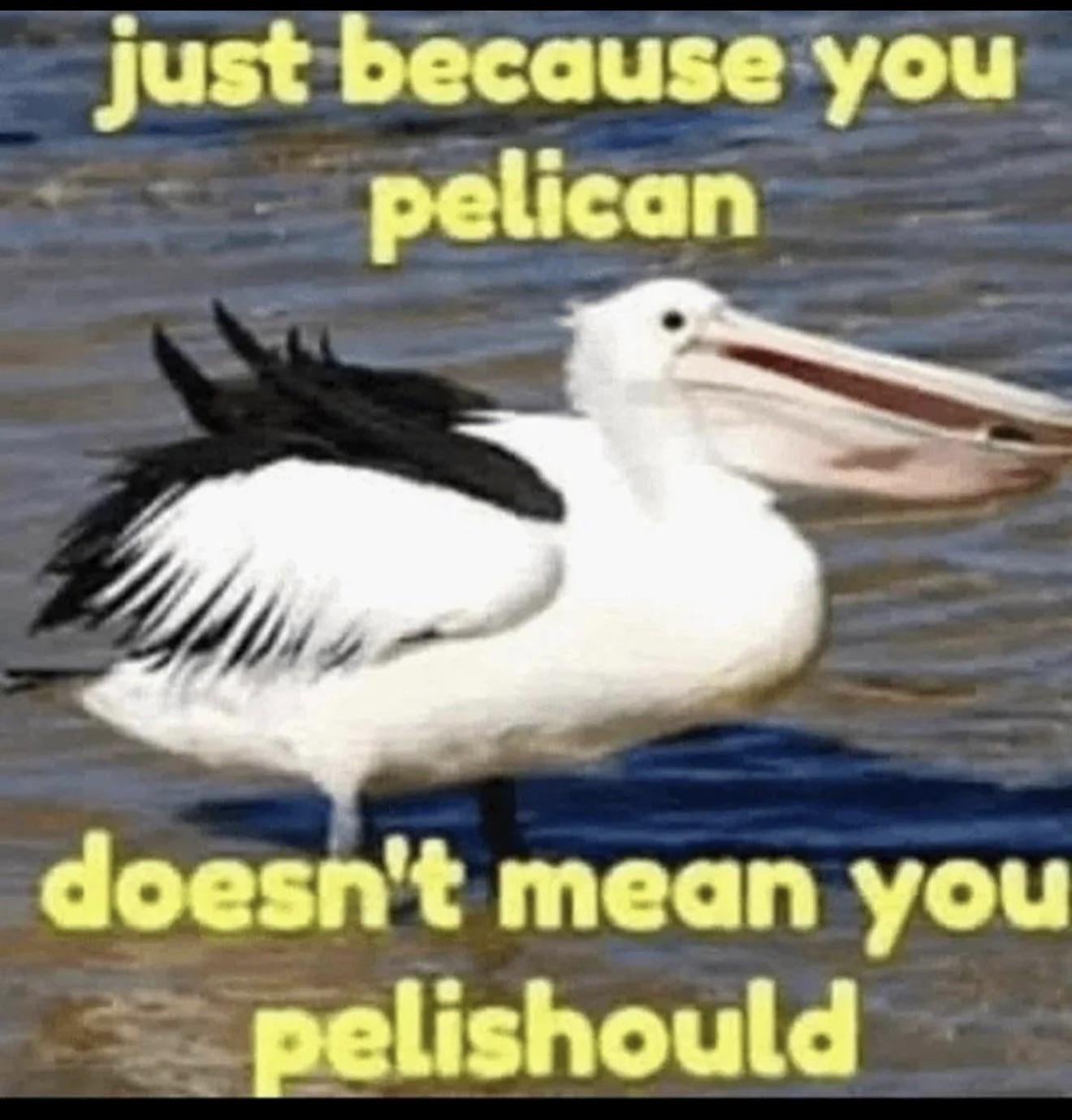 pelicant